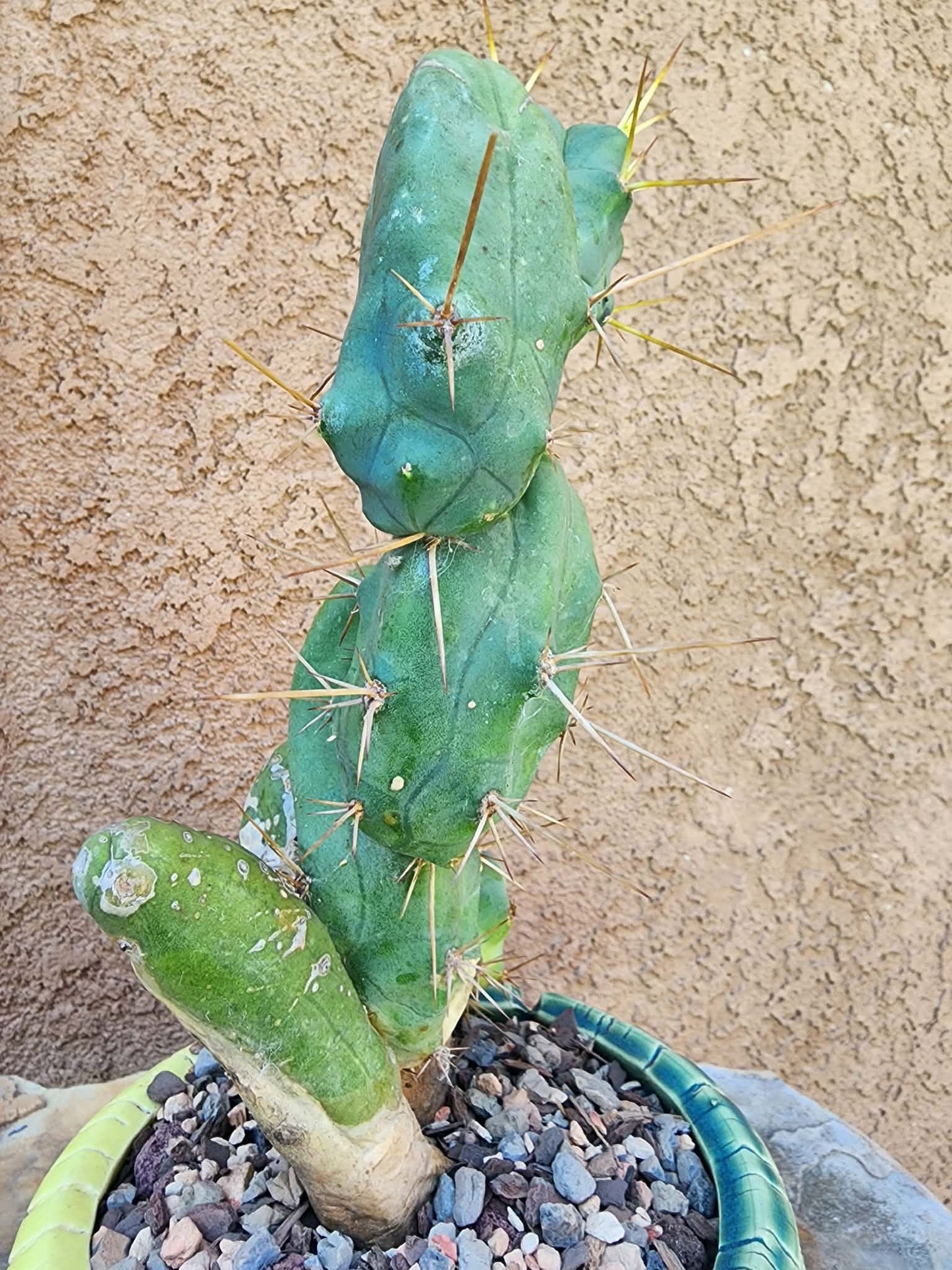 Trichocereus bridgesii f. Monstruosa  – Penis Cactus