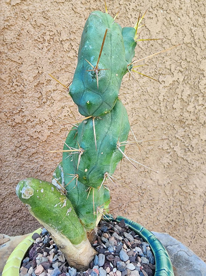 Trichocereus bridgesii f. Monstruosa  – Penis Cactus