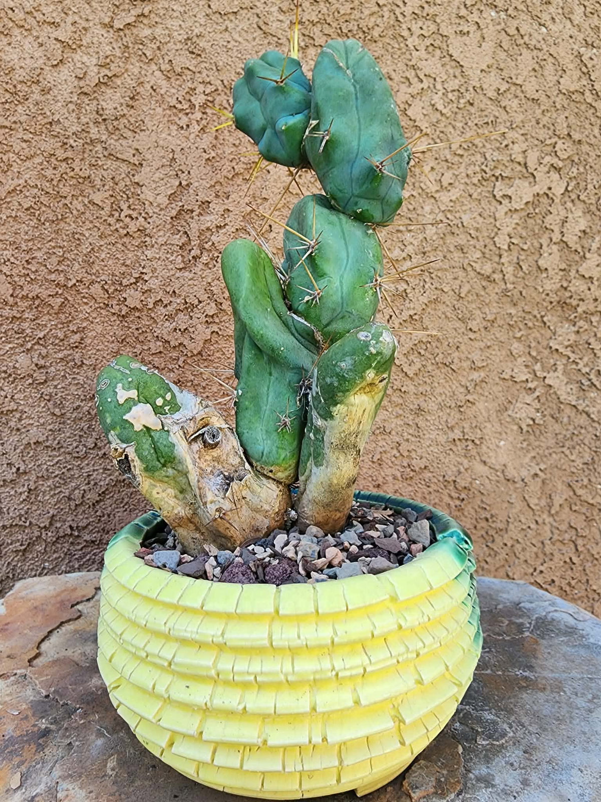 Trichocereus bridgesii f. Monstruosa  – Penis Cactus
