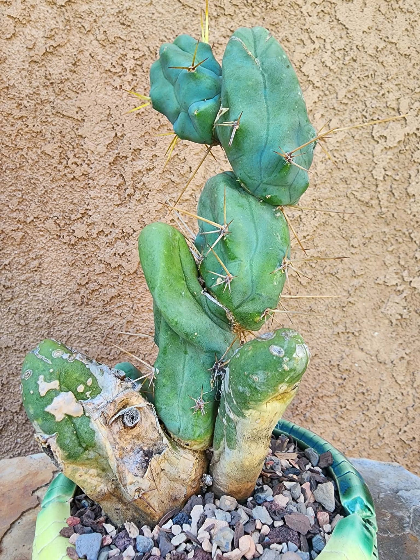 Trichocereus bridgesii f. Monstruosa  – Penis Cactus