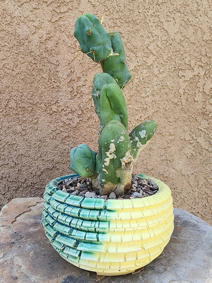 Trichocereus bridgesii f. Monstruosa  – Penis Cactus