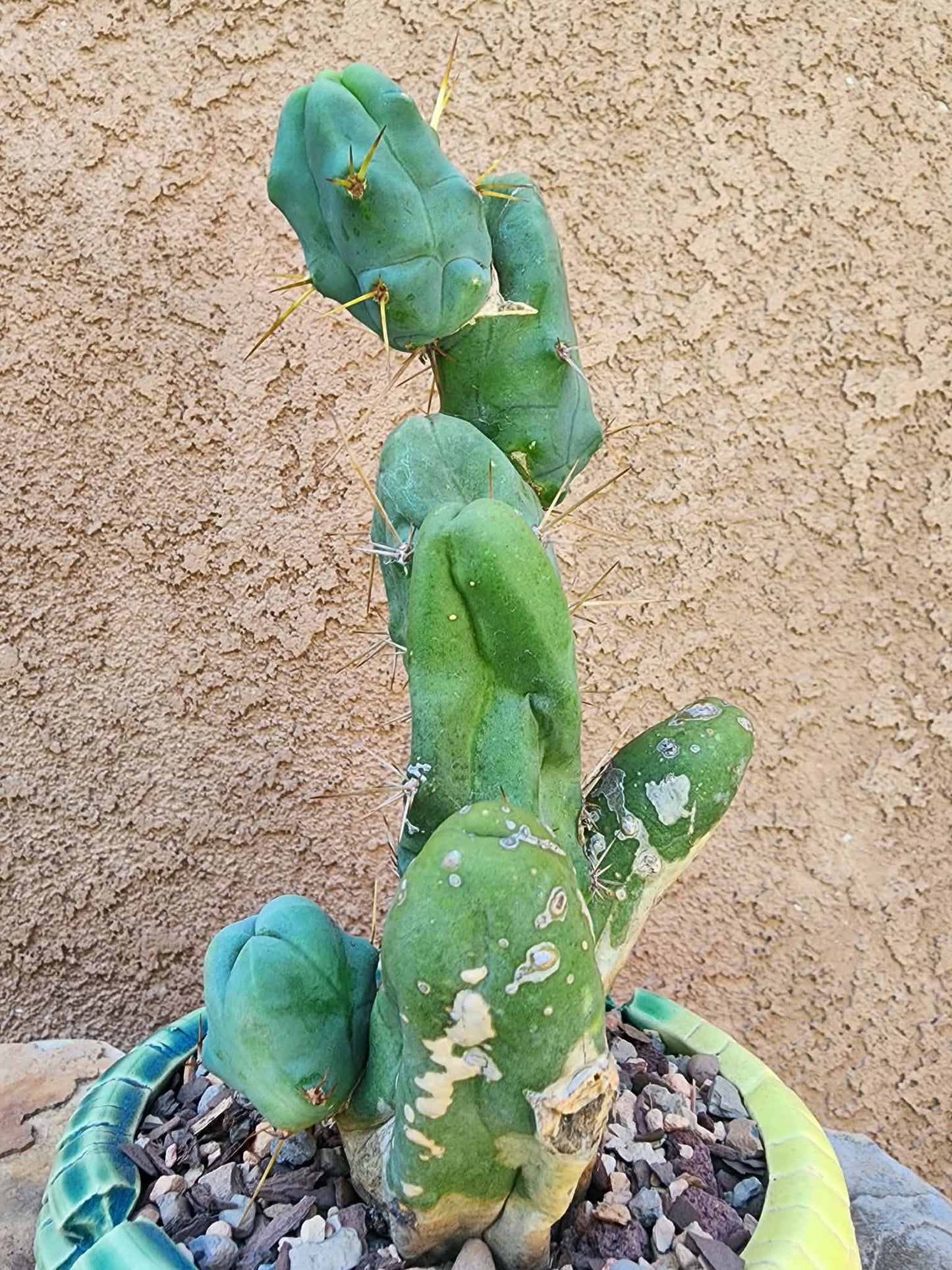 Trichocereus bridgesii f. Monstruosa  – Penis Cactus