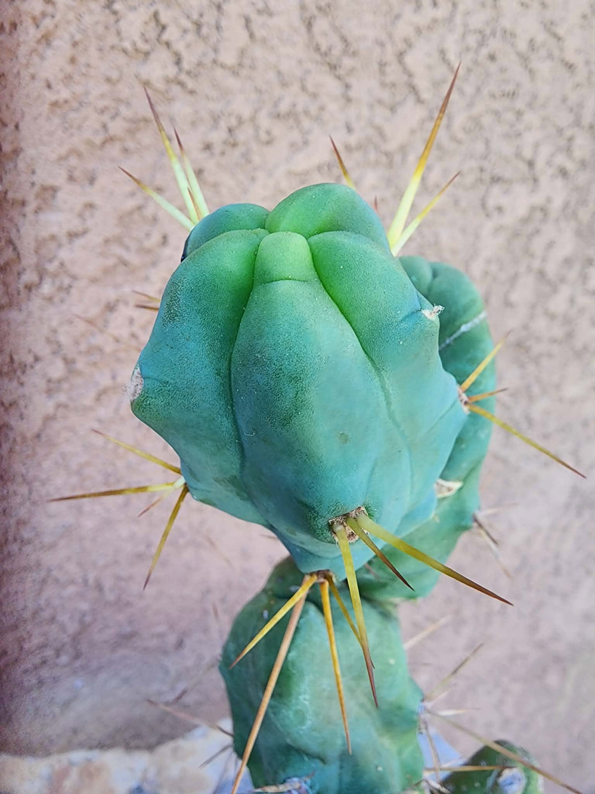 Trichocereus bridgesii f. Monstruosa  – Penis Cactus