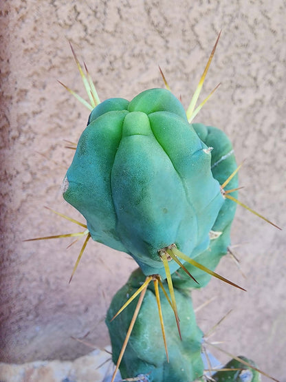 Trichocereus bridgesii f. Monstruosa  – Penis Cactus