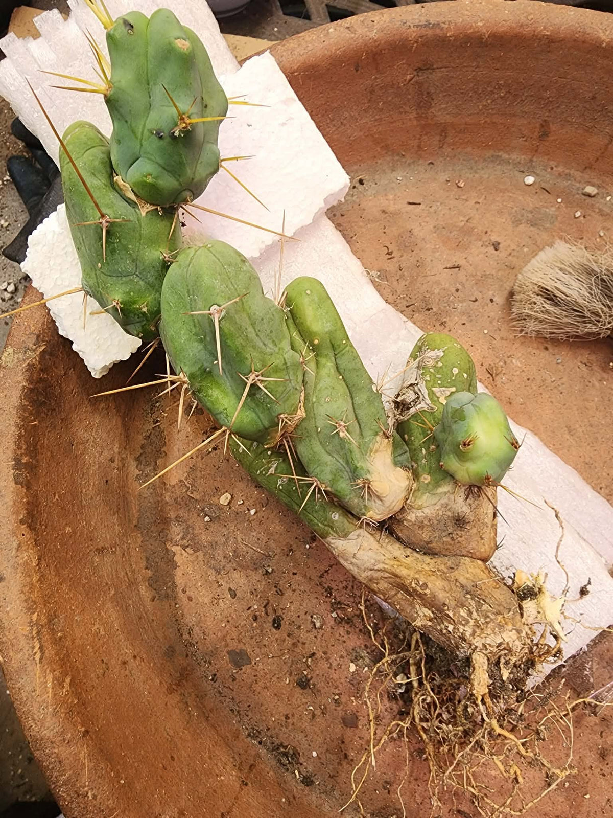 Trichocereus bridgesii f. Monstruosa  – Penis Cactus