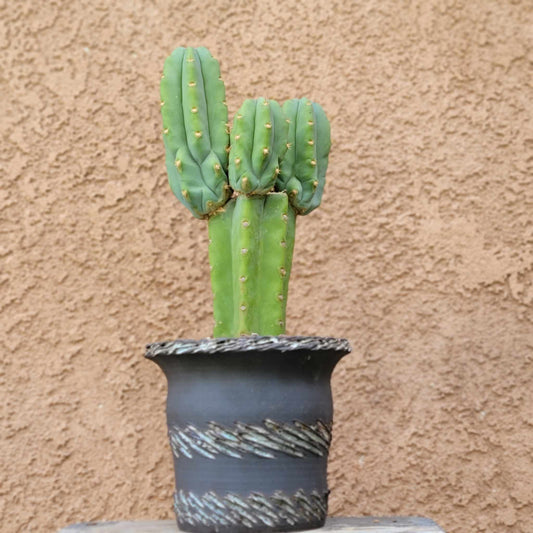 Trichocereus pachanoi - San Pedro - Triple Head