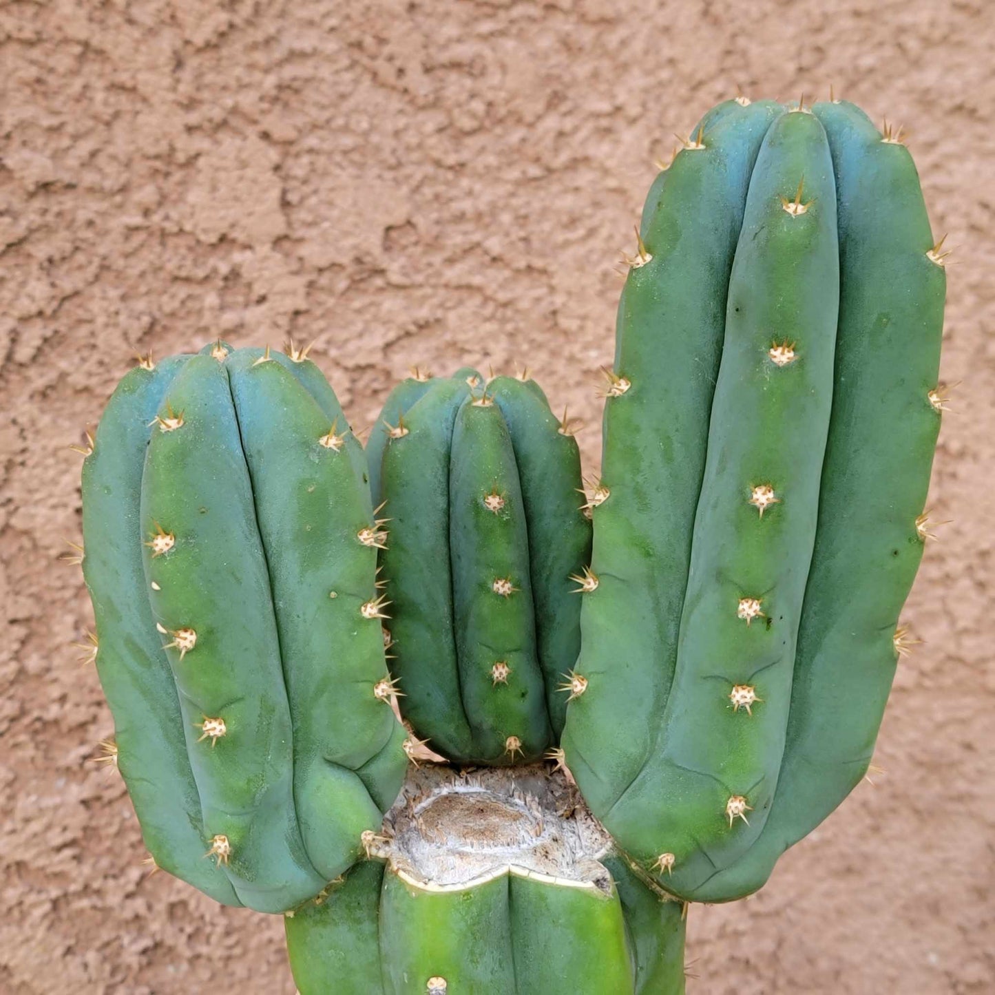 Trichocereus pachanoi - San Pedro - Triple Head