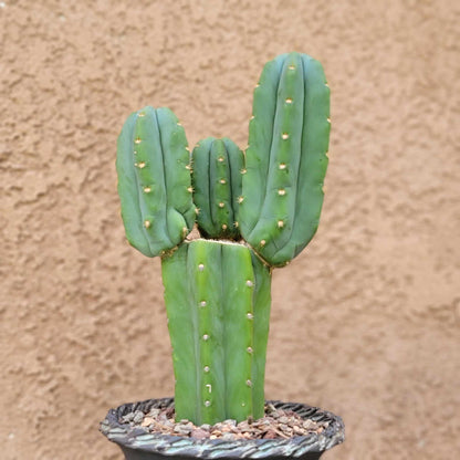 Trichocereus pachanoi - San Pedro - Triple Head