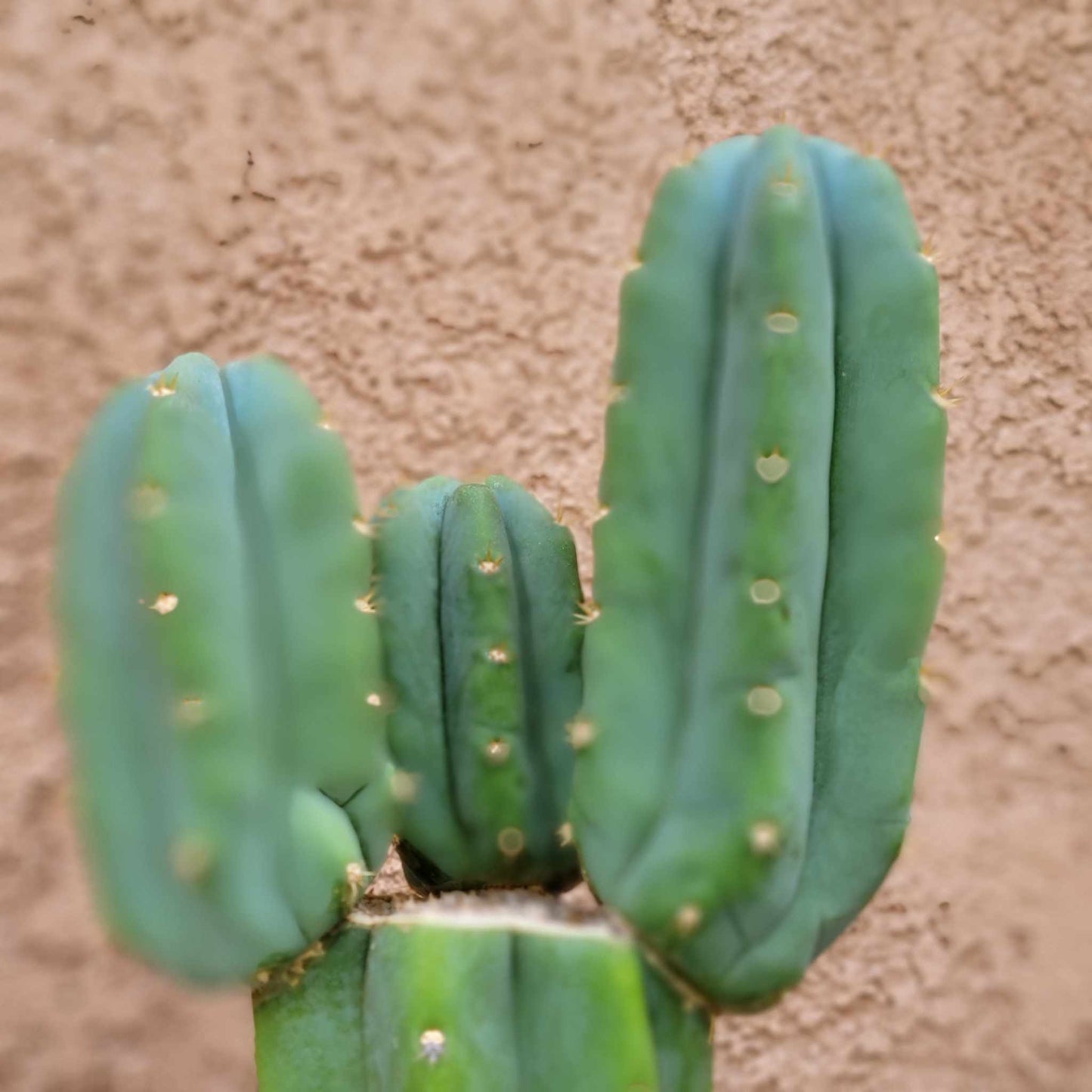 Trichocereus pachanoi - San Pedro - Triple Head