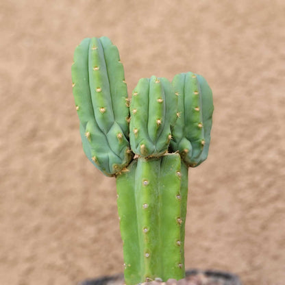 Trichocereus pachanoi - San Pedro - Triple Head