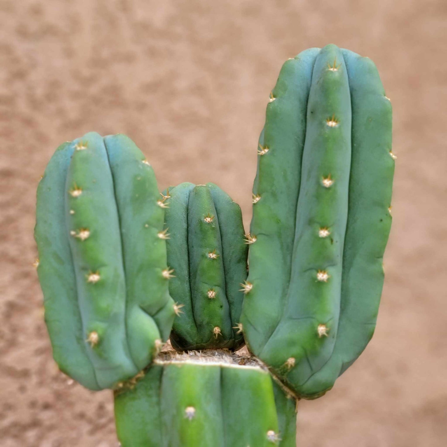 Trichocereus pachanoi - San Pedro - Triple Head