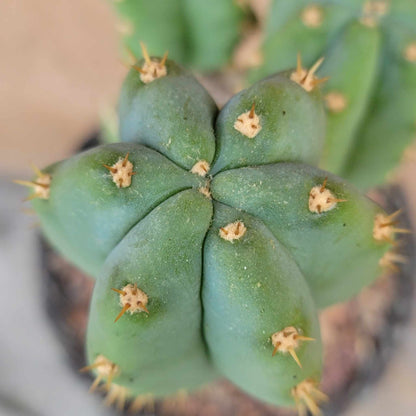 Trichocereus pachanoi - San Pedro - Triple Head