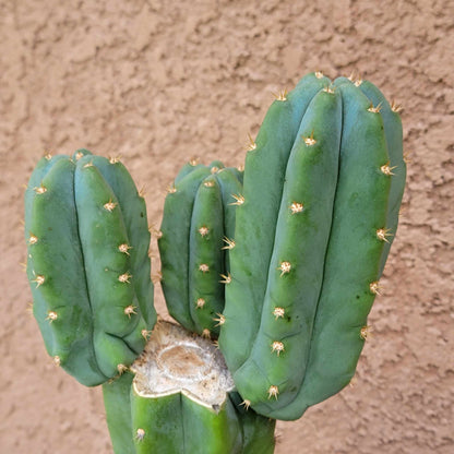 Trichocereus pachanoi - San Pedro - Triple Head