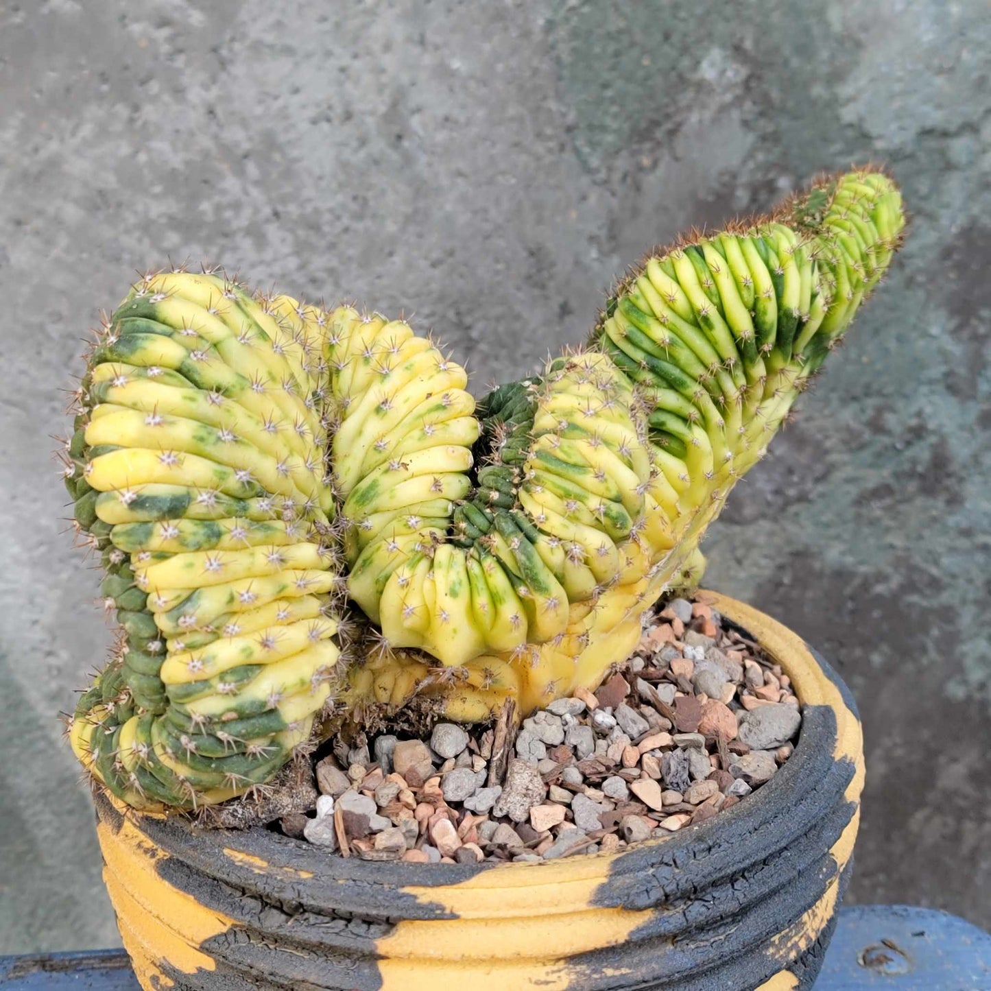 Trichocereus pachanoi f. cristata variegata – Crested San Pedro