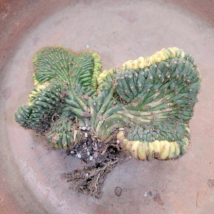 Trichocereus pachanoi f. cristata variegata – Crested San Pedro