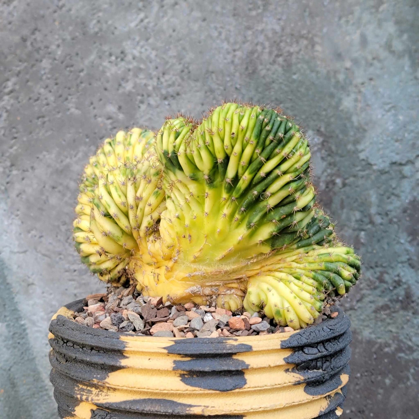 Trichocereus pachanoi f. cristata variegata – Crested San Pedro