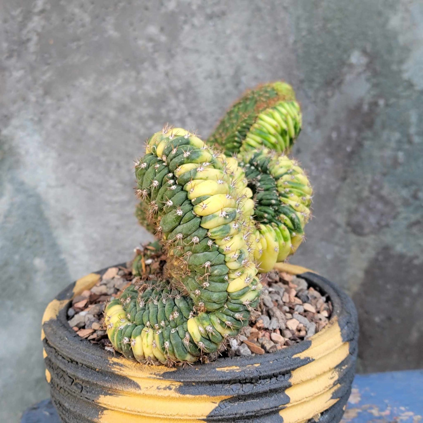 Trichocereus pachanoi f. cristata variegata – Crested San Pedro