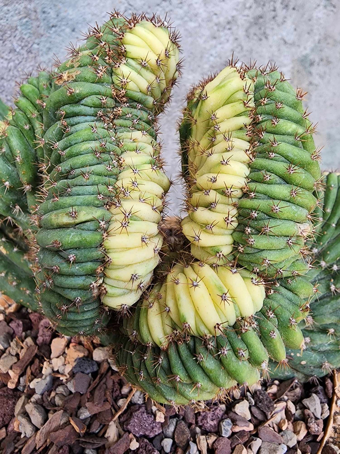 Trichocereus pachanoi f. cristata variegata – Crested & Variegated San Pedro Cactus
