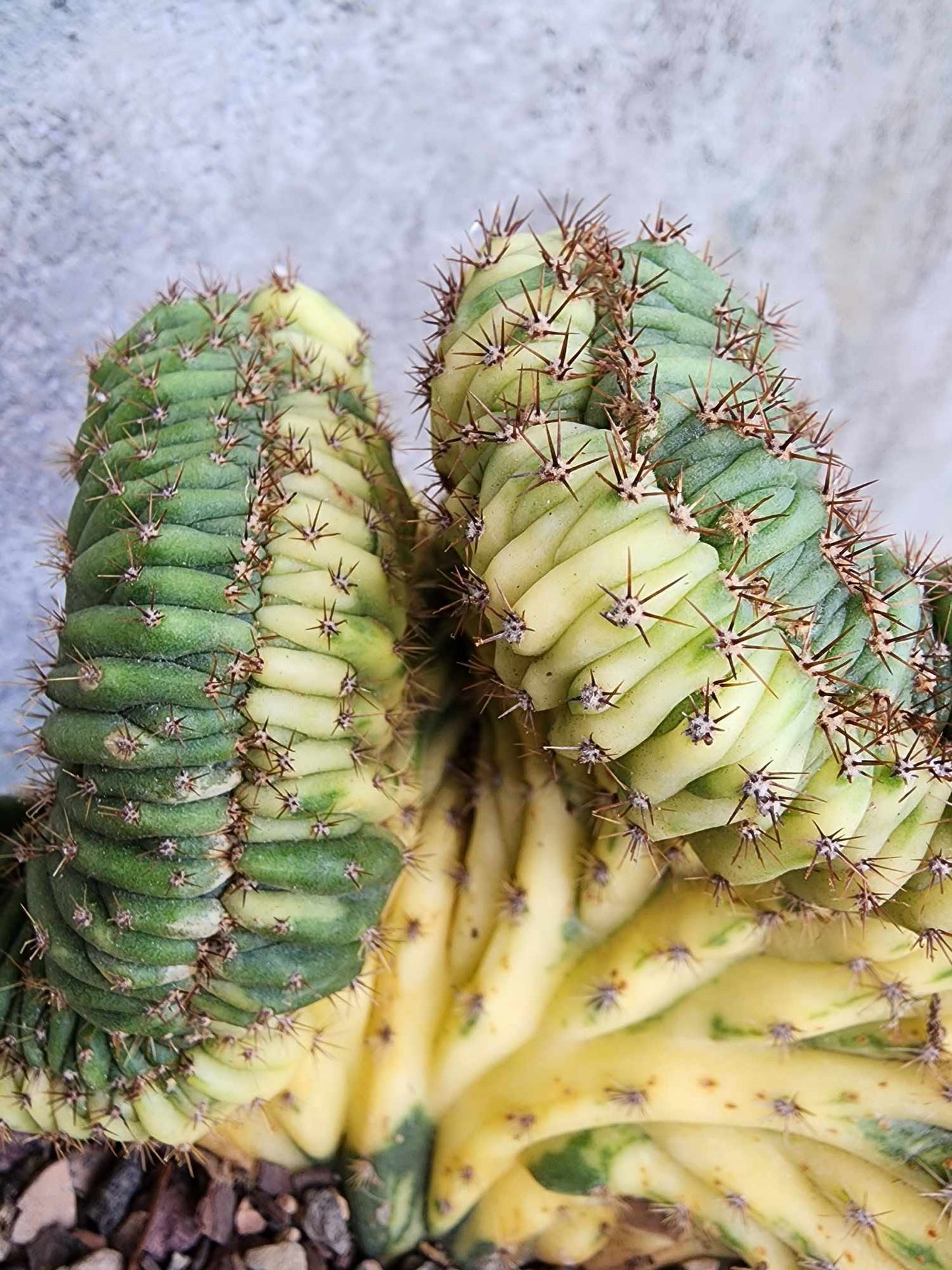Trichocereus pachanoi f. cristata variegata – Crested & Variegated San Pedro Cactus