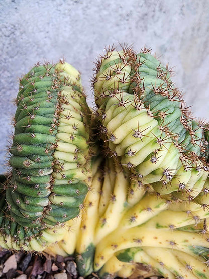 Trichocereus pachanoi f. cristata variegata – Crested & Variegated San Pedro Cactus