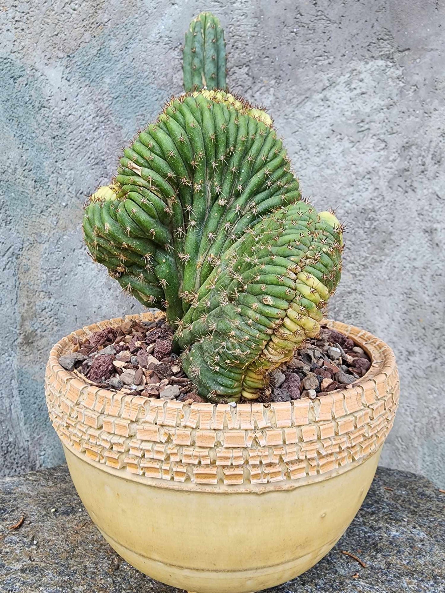 Trichocereus pachanoi f. cristata variegata – Crested & Variegated San Pedro Cactus