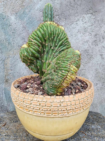 Trichocereus pachanoi f. cristata variegata – Crested & Variegated San Pedro Cactus