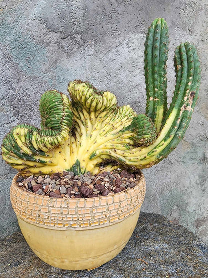 Trichocereus pachanoi f. cristata variegata – Crested & Variegated San Pedro Cactus