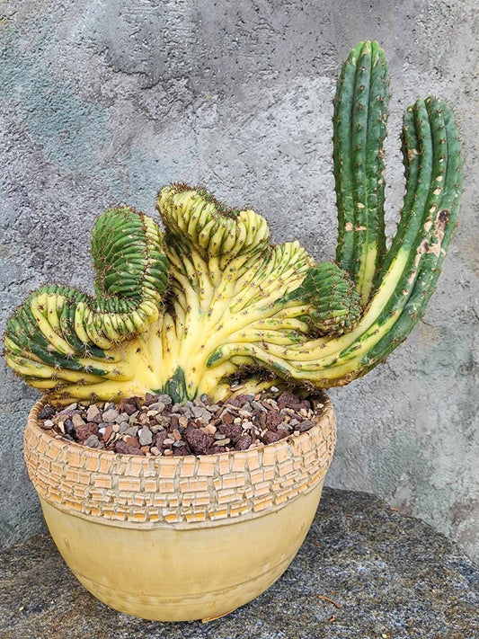 Trichocereus pachanoi f. cristata variegata – Crested & Variegated San Pedro Cactus