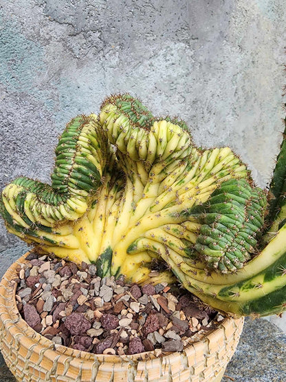 Trichocereus pachanoi f. cristata variegata – Crested & Variegated San Pedro Cactus