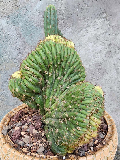 Trichocereus pachanoi f. cristata variegata – Crested & Variegated San Pedro Cactus