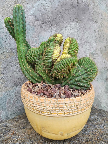 Trichocereus pachanoi f. cristata variegata – Crested & Variegated San Pedro Cactus