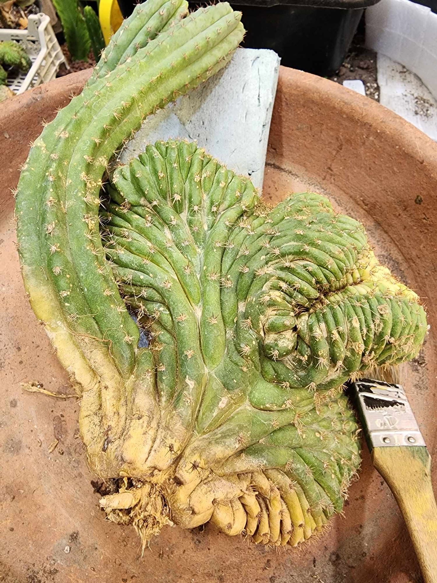 Trichocereus pachanoi f. cristata variegata – Crested & Variegated San Pedro Cactus