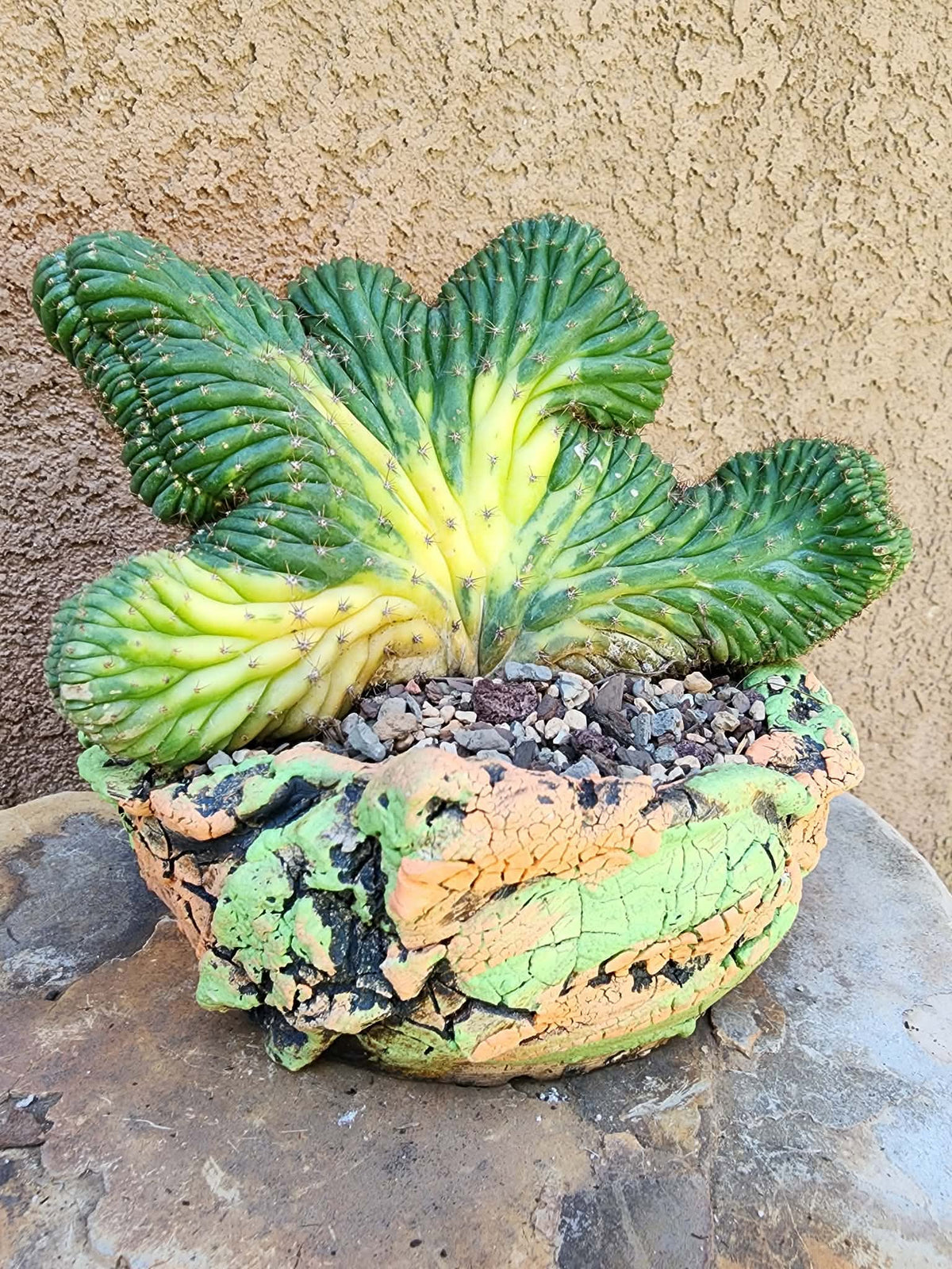 Trichocereus pachanoi f. cristata variegata – Crested & Variegated San Pedro Cactus