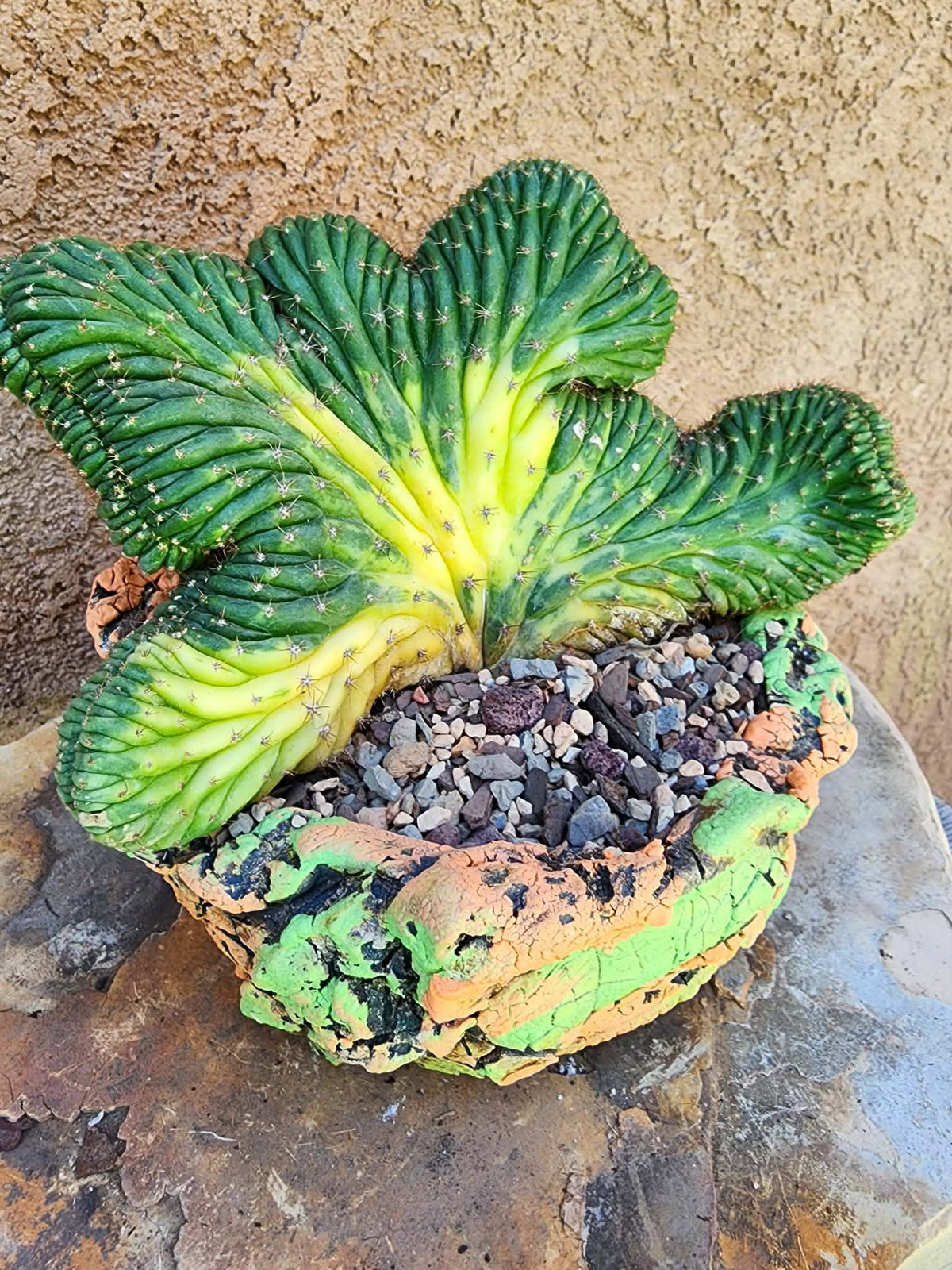 Trichocereus pachanoi f. cristata variegata – Crested & Variegated San Pedro Cactus