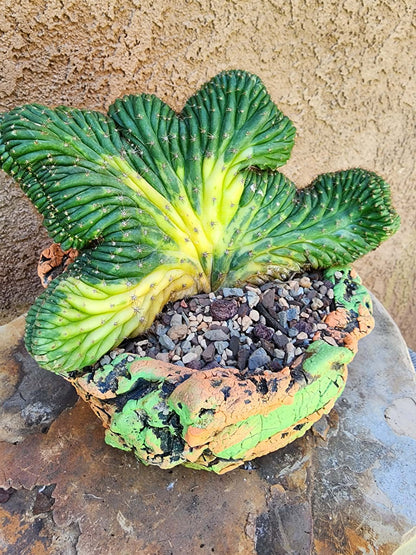 Trichocereus pachanoi f. cristata variegata – Crested & Variegated San Pedro Cactus