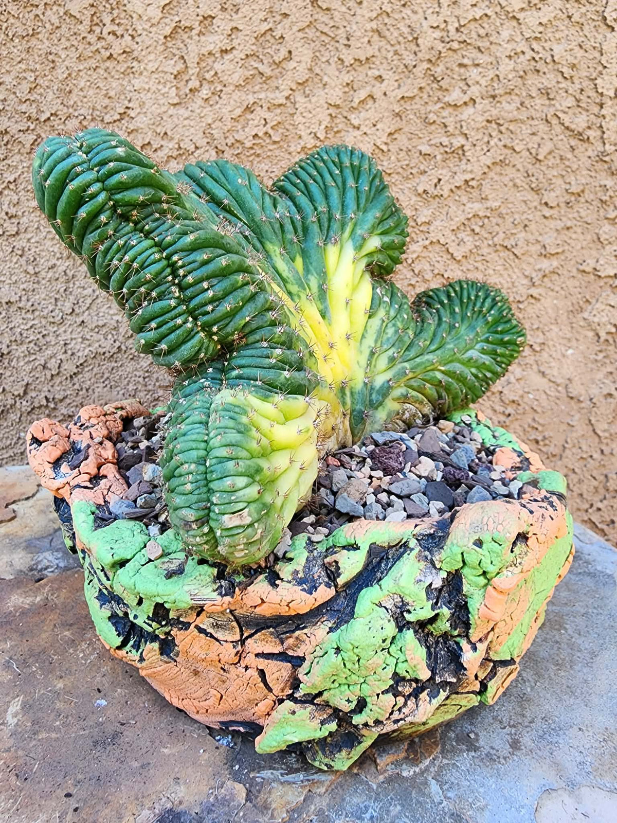 Trichocereus pachanoi f. cristata variegata – Crested & Variegated San Pedro Cactus