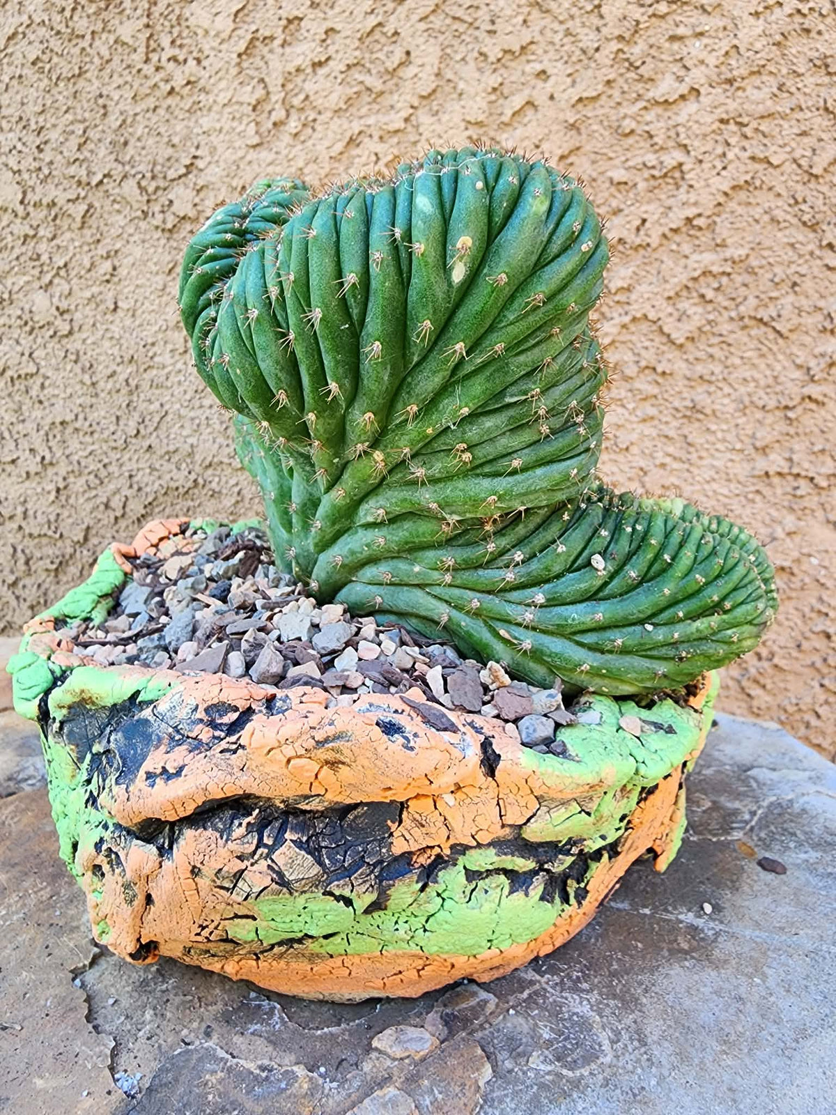 Trichocereus pachanoi f. cristata variegata – Crested & Variegated San Pedro Cactus