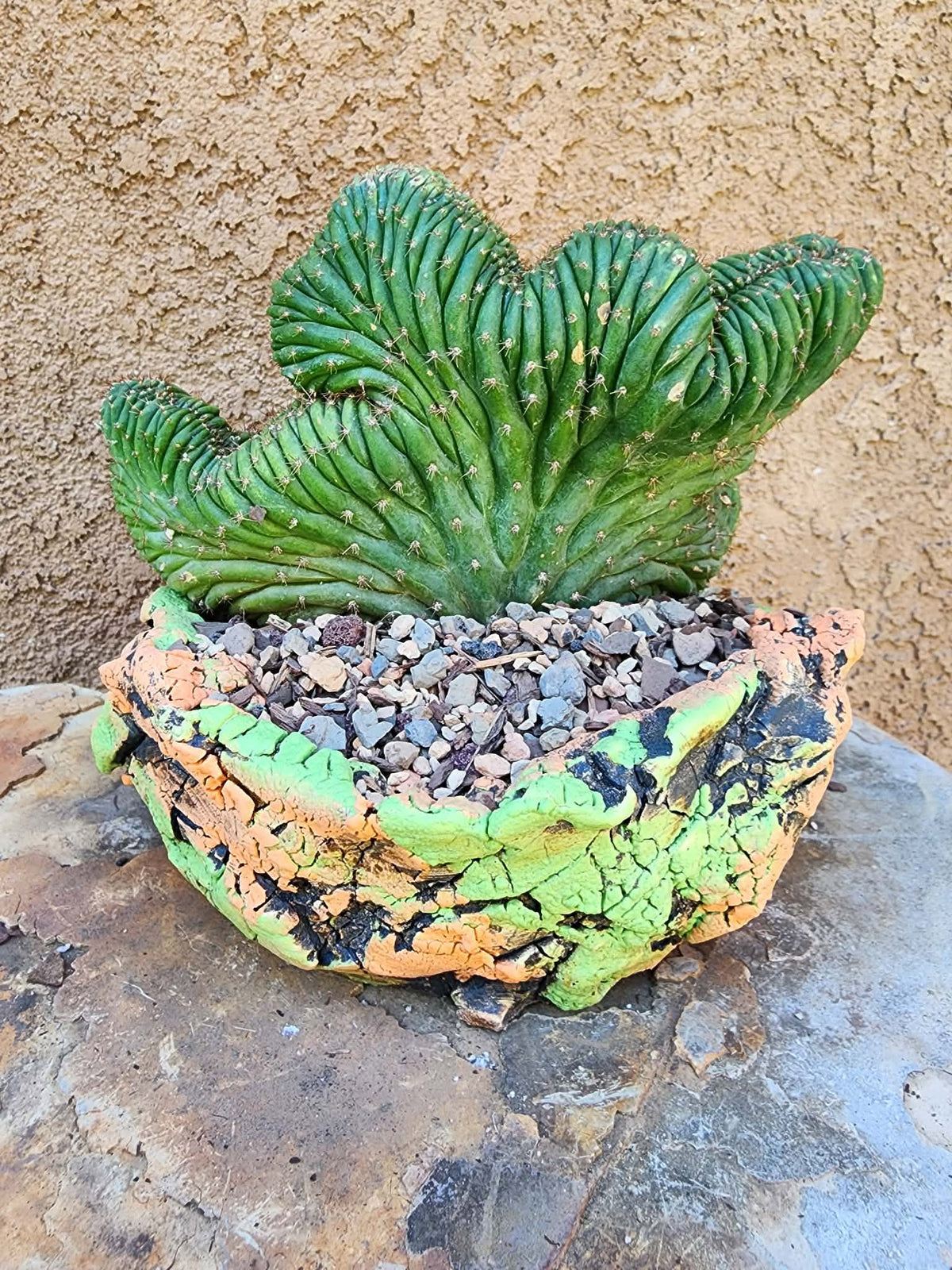 Trichocereus pachanoi f. cristata variegata – Crested & Variegated San Pedro Cactus