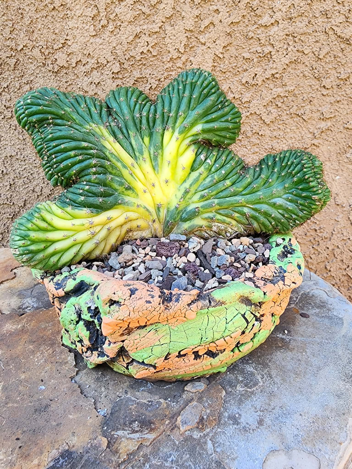 Trichocereus pachanoi f. cristata variegata – Crested & Variegated San Pedro Cactus