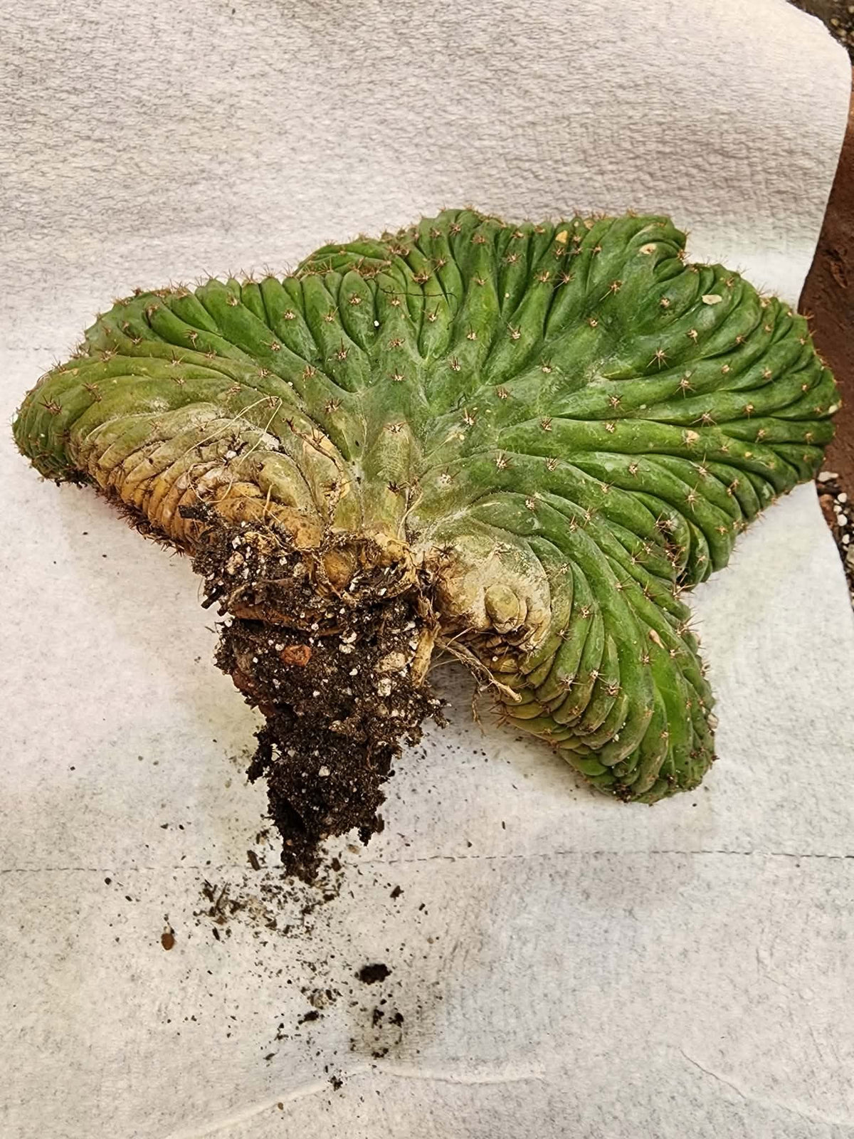 Trichocereus pachanoi f. cristata variegata – Crested & Variegated San Pedro Cactus