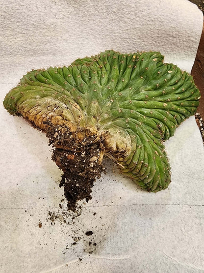 Trichocereus pachanoi f. cristata variegata – Crested & Variegated San Pedro Cactus