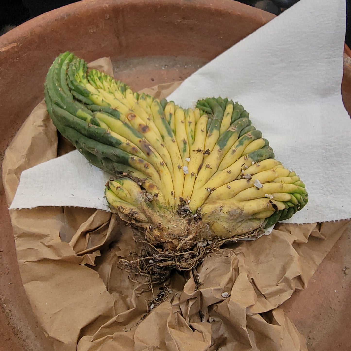 Trichocereus pachanoi f. cristata variegata – Crested & Variegated San Pedro Cactus