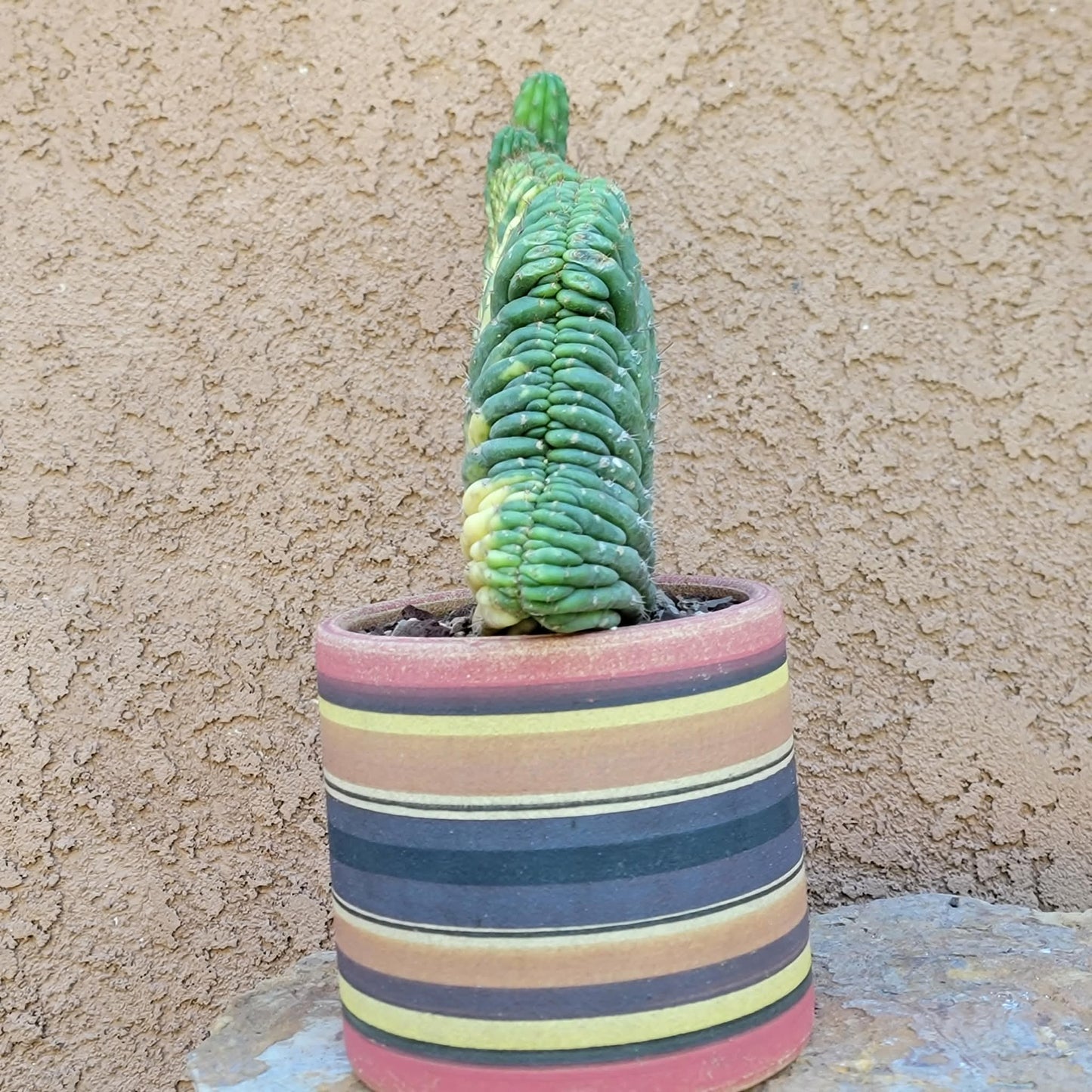 Trichocereus pachanoi f. cristata variegata – Crested & Variegated San Pedro Cactus