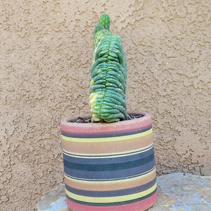 Trichocereus pachanoi f. cristata variegata – Crested & Variegated San Pedro Cactus