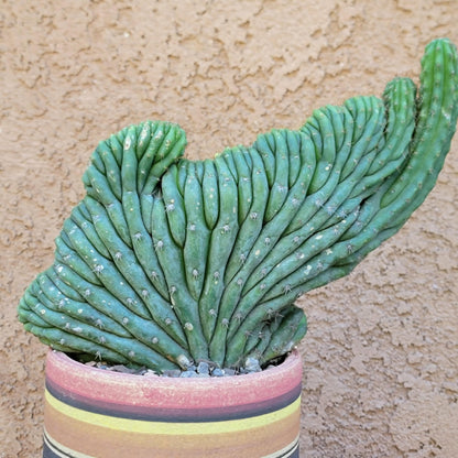 Trichocereus pachanoi f. cristata variegata – Crested & Variegated San Pedro Cactus