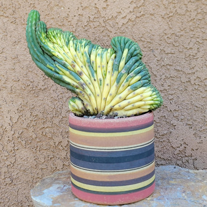 Trichocereus pachanoi f. cristata variegata – Crested & Variegated San Pedro Cactus