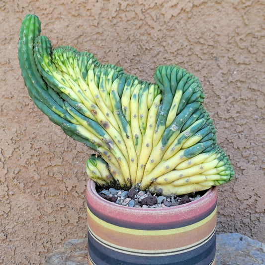 Trichocereus pachanoi f. cristata variegata – Crested & Variegated San Pedro Cactus