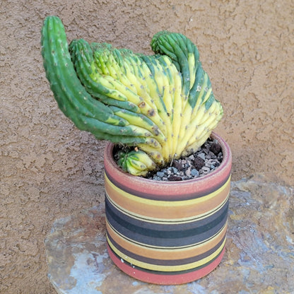 Trichocereus pachanoi f. cristata variegata – Crested & Variegated San Pedro Cactus