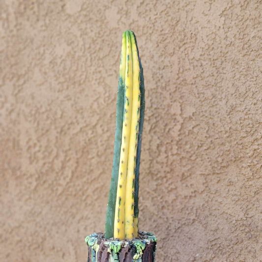 Trichocereus pachanoi variegata – Variegated San Pedro