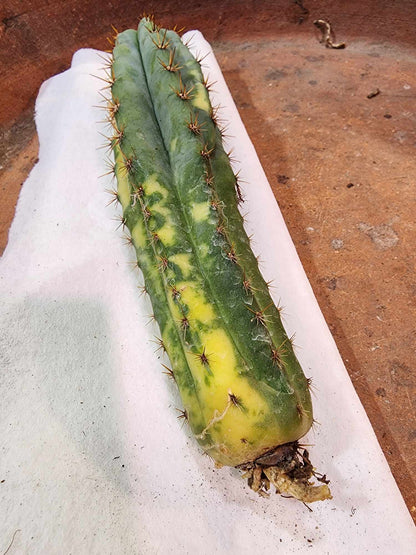 Trichocereus pachanoi variegata – Variegated San Pedro Cactus